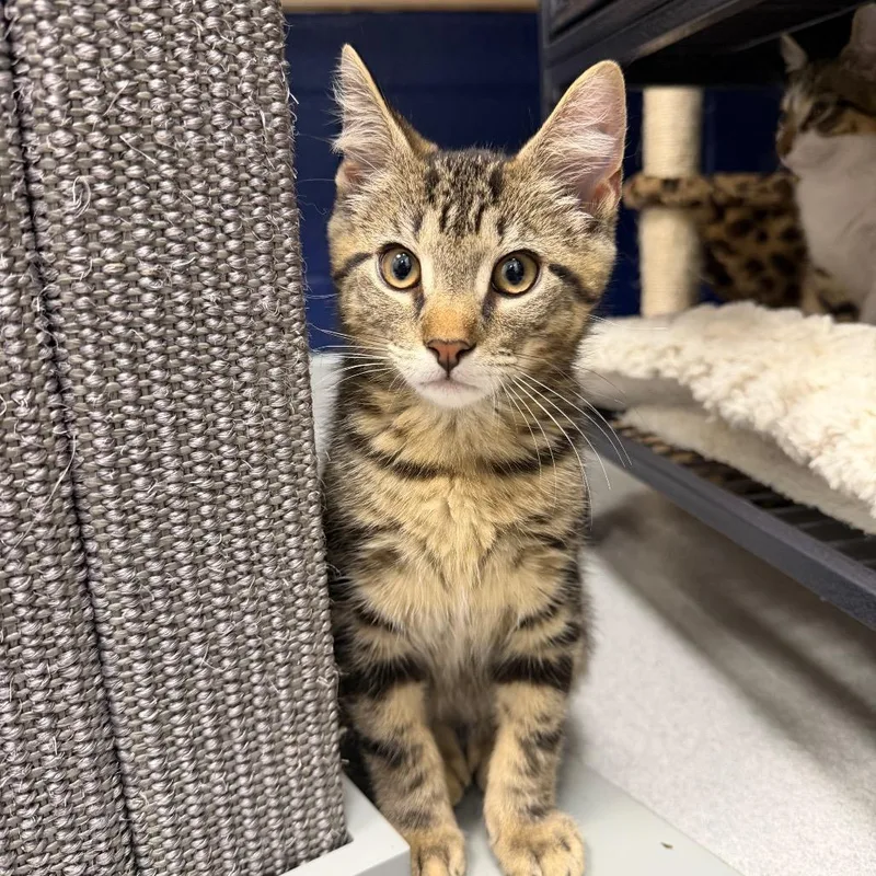 A baby small-sized female Brown / Chocolate Domestic Medium Hair cat named Harbor for adoption in Hampton Bays, NY