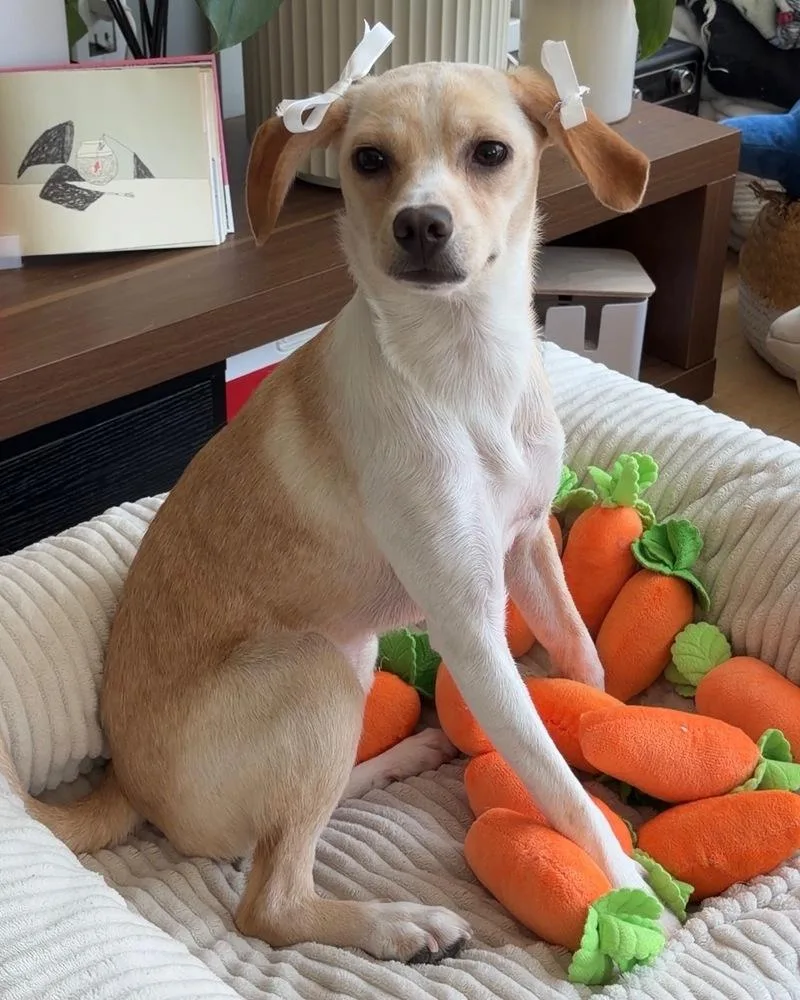 A baby small-sized female Yellow / Tan / Blond / Fawn Terrier dog named Snug for adoption in Manhattan, NY