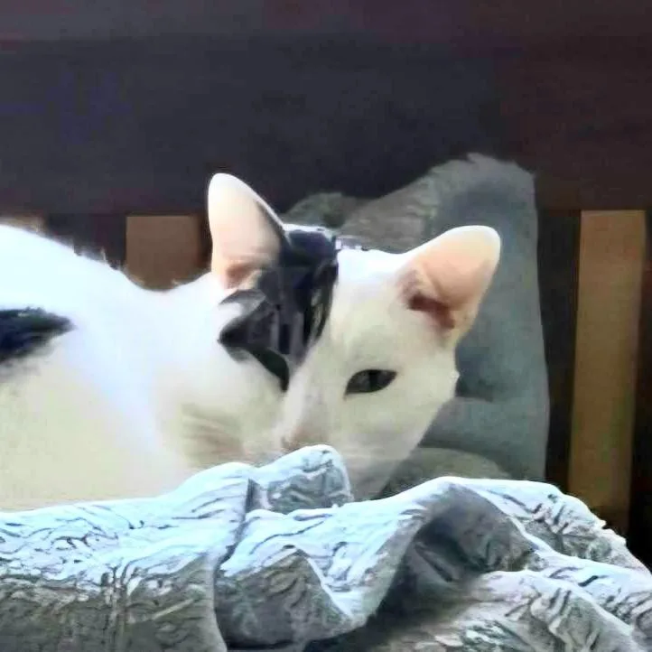 An adult large-sized male White Domestic Short Hair cat named Millcreek for adoption in Salt Lake City, UT