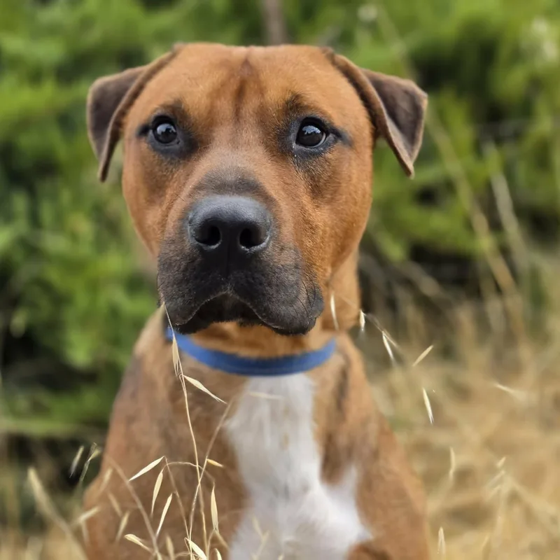 An adult medium-sized male Pit Bull Terrier dog named Bob for adoption in Grants Pass, OR