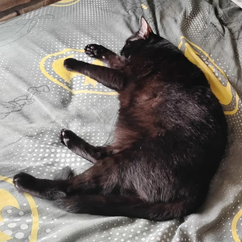 An adult large-sized female American Shorthair cat named Midnight Smith for adoption in Edinburg, TX