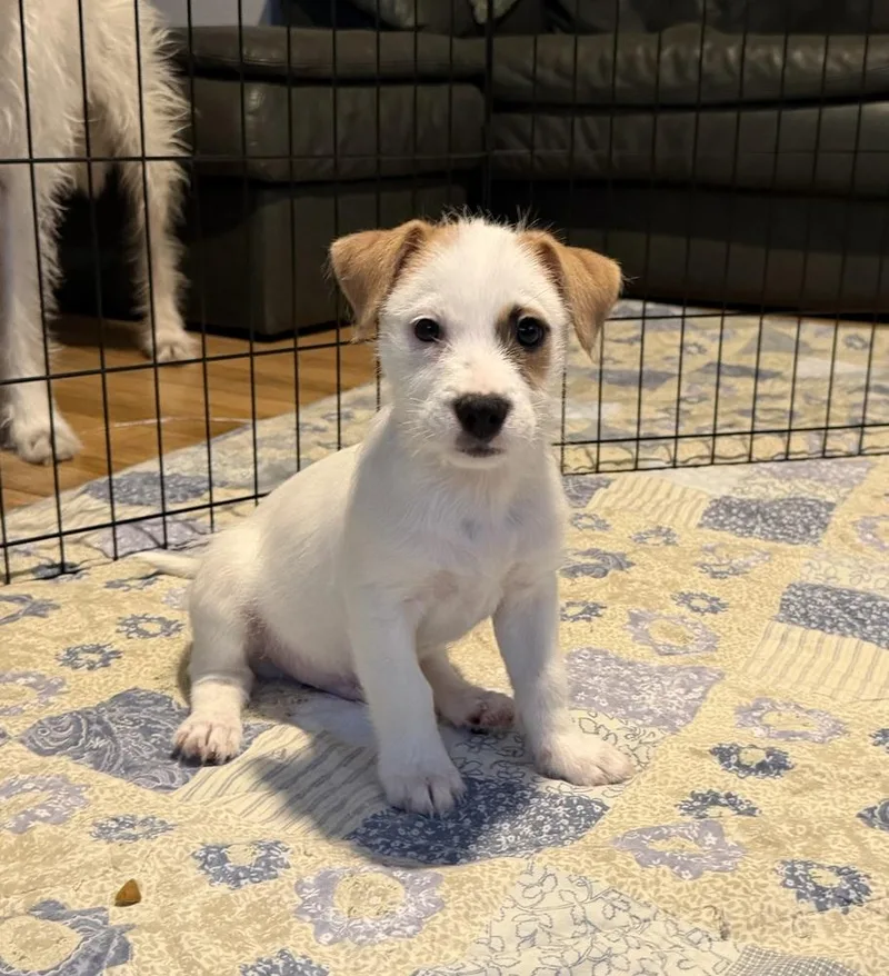 A baby small-sized male Terrier dog named Seymour for adoption in Thornton, CO