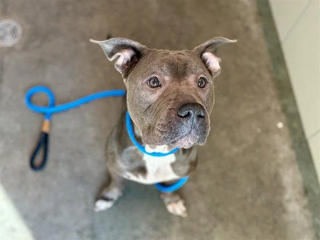 A senior large-sized female Pit Bull Terrier dog named Nova for adoption in Tavares, FL