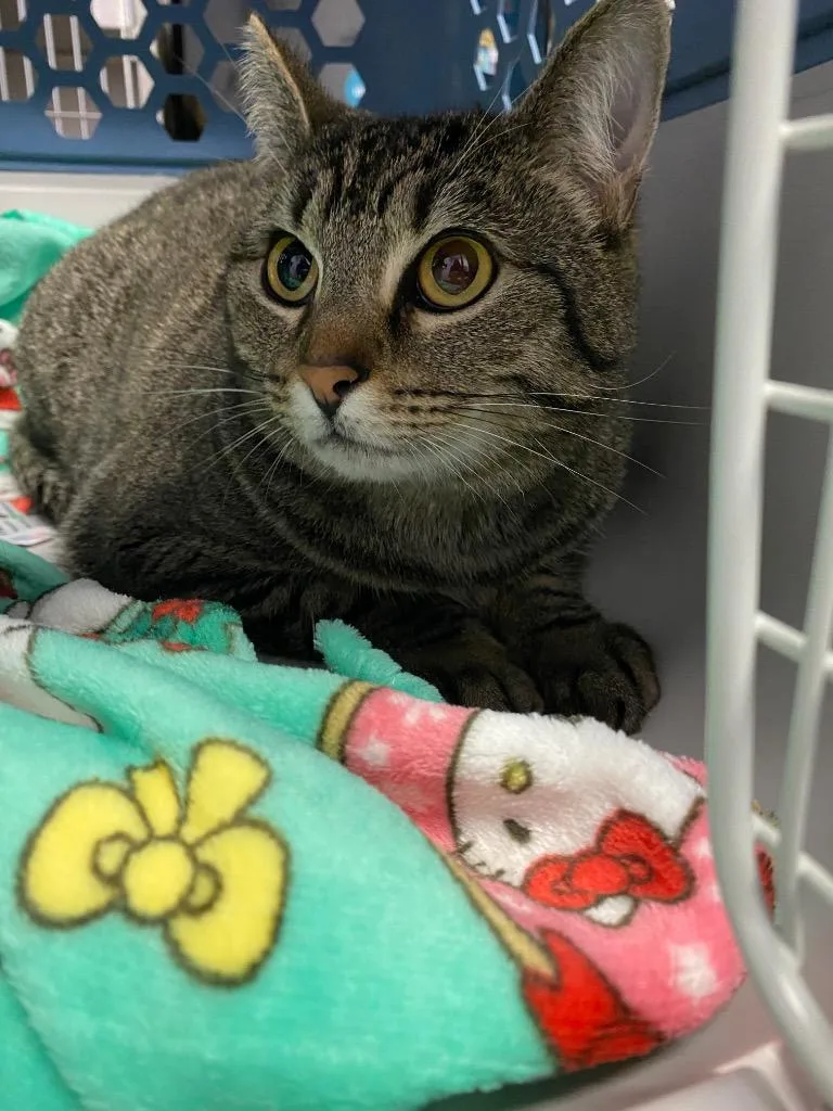An adult large-sized female Domestic Short Hair cat named Stella for adoption in New Braunfels, TX