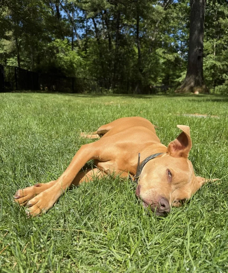 An adult medium-sized male Golden Mixed Breed dog named A Loyal Boy for adoption in New York, NY