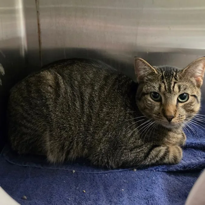 A young medium-sized male Domestic Short Hair cat named Felix for adoption in Briarcliff Manor, NY
