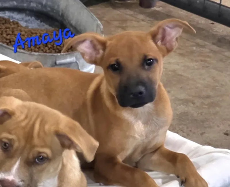 A baby medium-sized female Red / Chestnut / Orange Pit Bull Terrier dog named Amaya for adoption in Watertown, CT