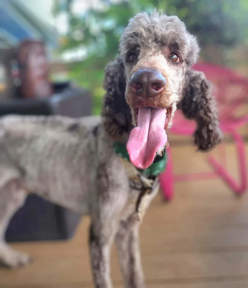 An adult medium-sized male Gray / Blue / Silver Poodle dog named Polo for adoption in Austin, TX