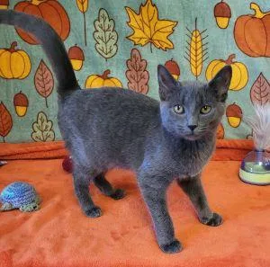 A young medium-sized female Domestic Short Hair cat named Cadance for adoption in Bucyrus, OH