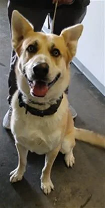 A young extra large-sized male German Shepherd Dog dog named Shilo for adoption in Los Angeles, CA