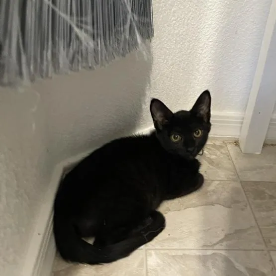 A baby small-sized female Black Domestic Short Hair cat named Asian Zing for adoption in Las Vegas, NV