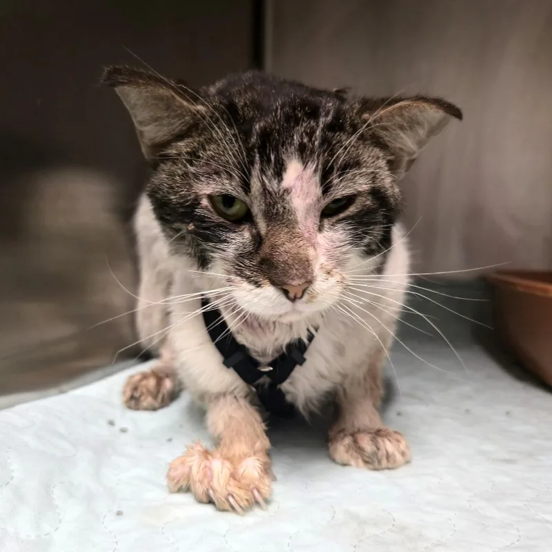 An adult medium-sized male Domestic Short Hair cat named Oscar for adoption in Briarcliff Manor, NY