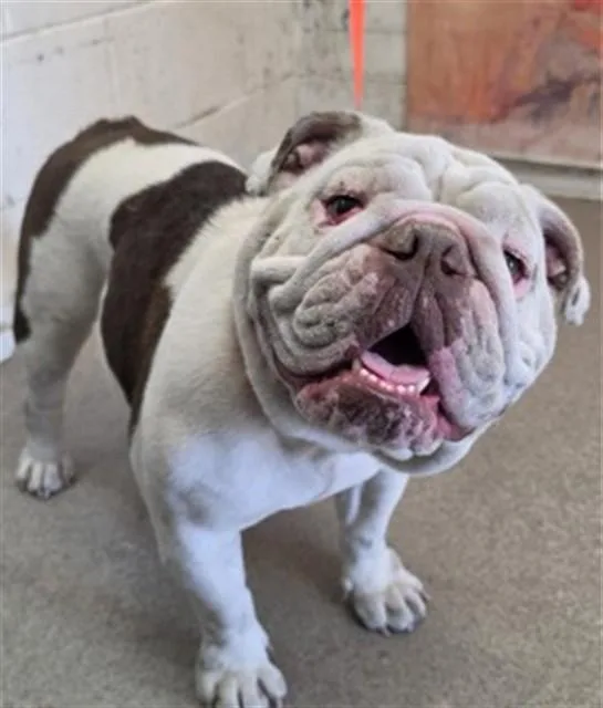 An adult medium-sized female American Bulldog dog named A for adoption in San Bernardino, CA