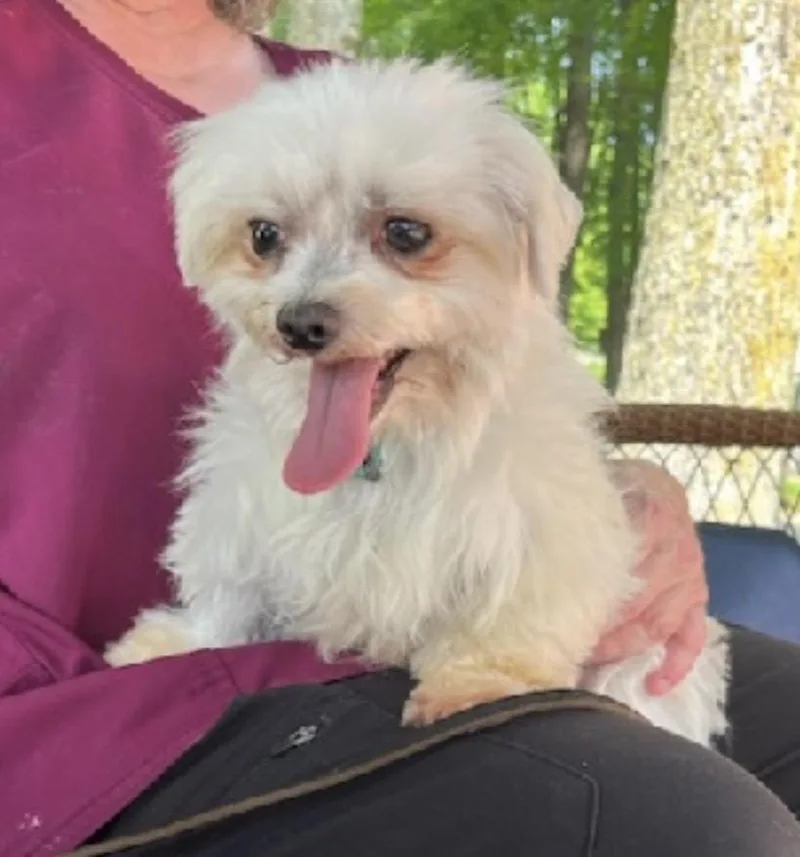 An adult small-sized male Maltese dog named Echo for adoption in Nerstrand, MN