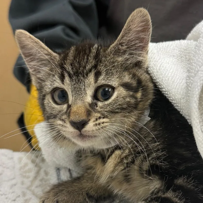 A baby small-sized female Brown / Chocolate Domestic Short Hair cat named Note for adoption in Jacksonville, FL