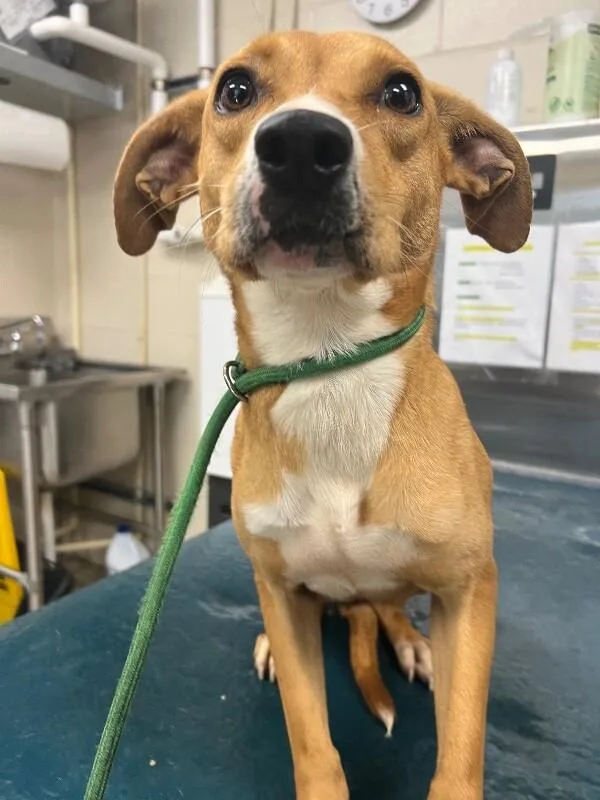 An adult medium-sized female Yellow / Tan / Blond / Fawn Mixed Breed dog named Nanook for adoption in Mobile, AL