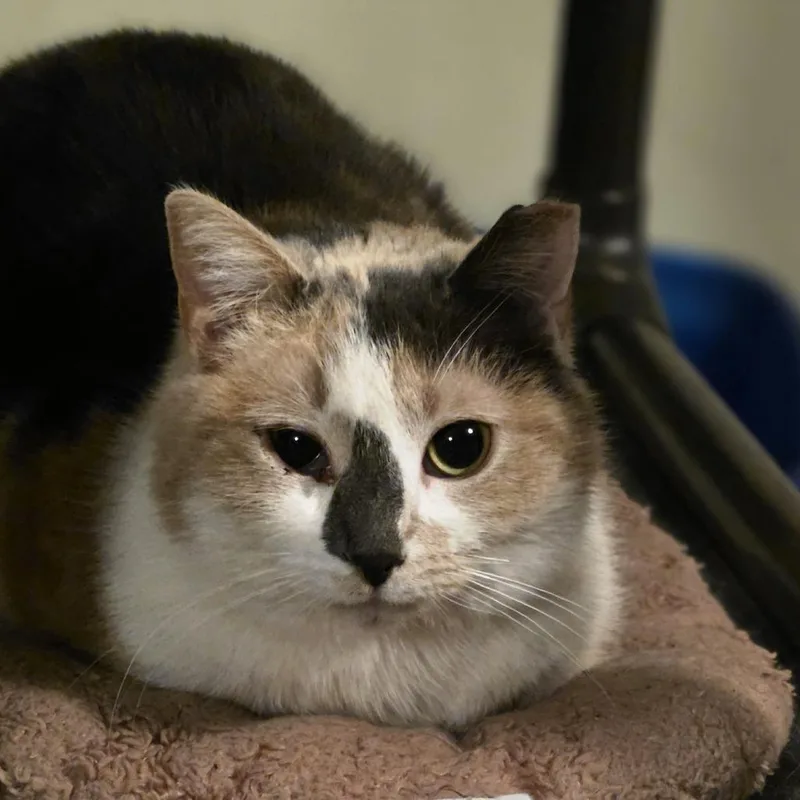 A young small-sized female Calico Domestic Short Hair cat named Smudge for adoption in Glenfield, NY
