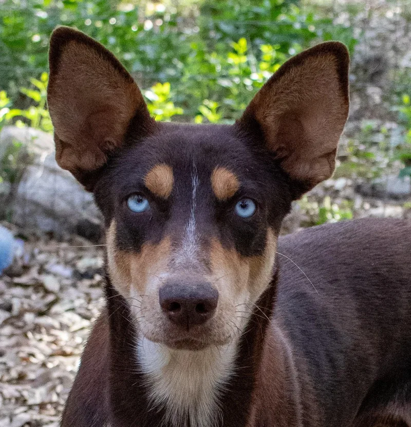 Penny