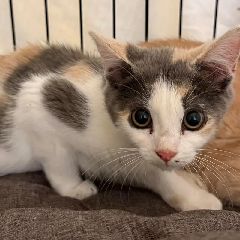 A baby medium-sized female Calico Domestic Short Hair cat named Pancake for adoption in Concord, NH