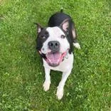 An adult medium-sized male Black Pit Bull Terrier dog named Dully for adoption in Moline, IL