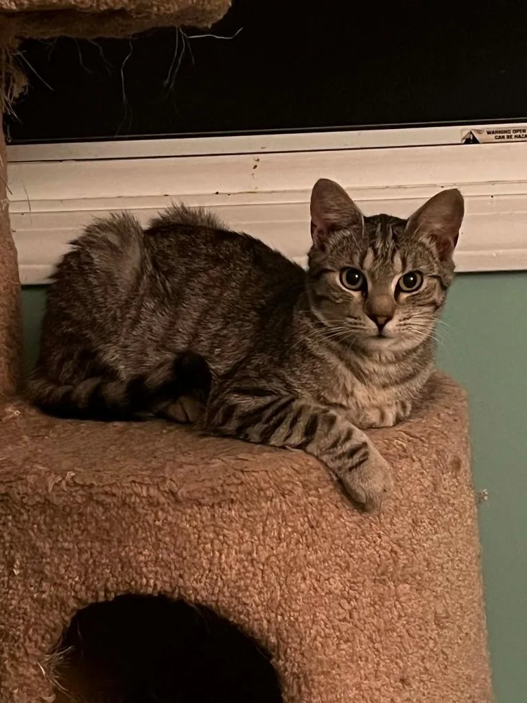 A baby small-sized male Domestic Short Hair cat named Racecar for adoption in Gorham, ME