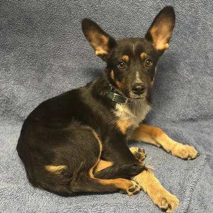 A baby medium-sized male Australian Cattle Dog / Blue Heeler dog named Lance for adoption in Red Bluff, CA