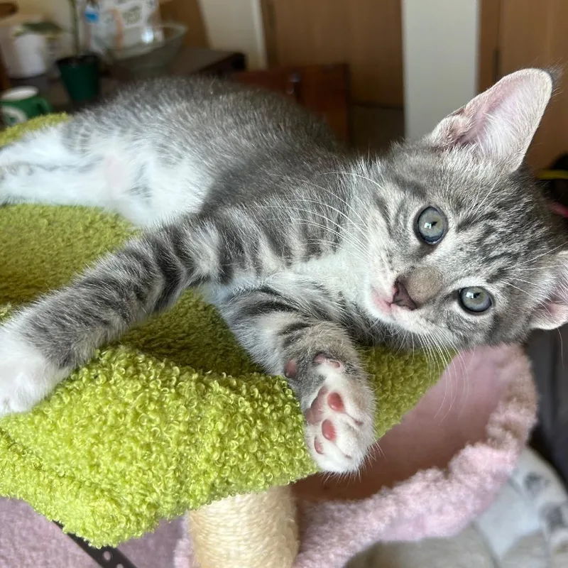 Biscotti thumbnail 2