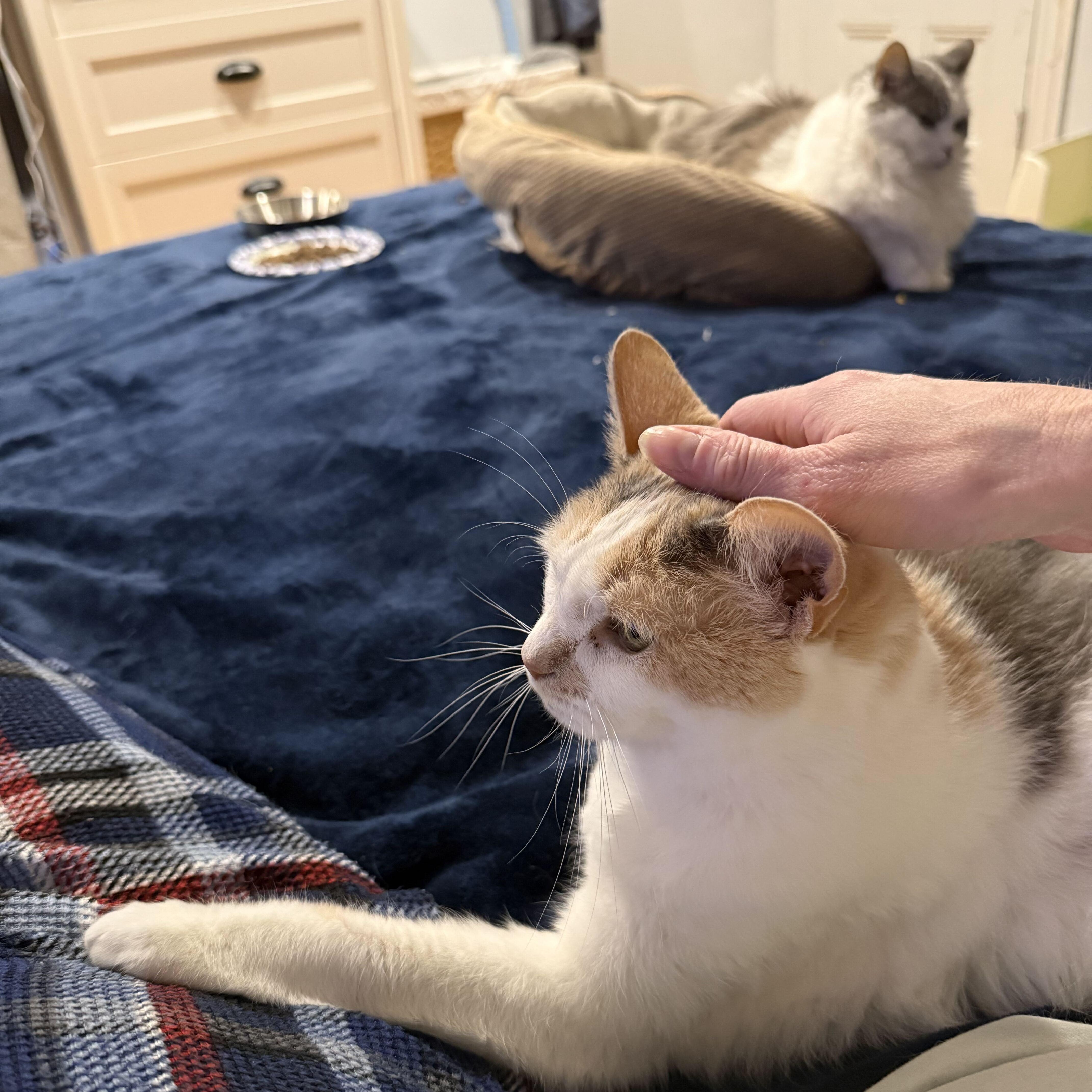 A senior medium-sized female Gray & White Domestic Short Hair cat named Blossom & Josephine for adoption in Waltham, MA