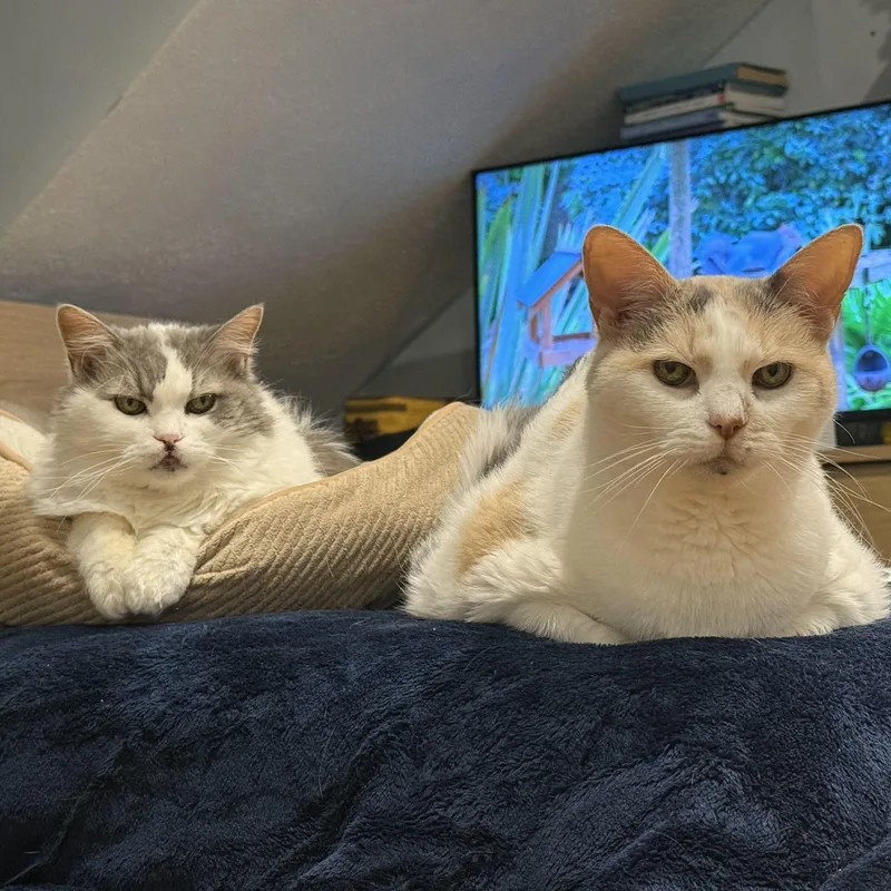 Blossom & Josephine thumbnail 4
