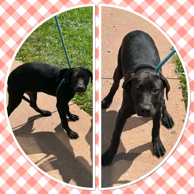A baby medium-sized female Black Labrador Retriever dog named Casey for adoption in Buckhannon, WV