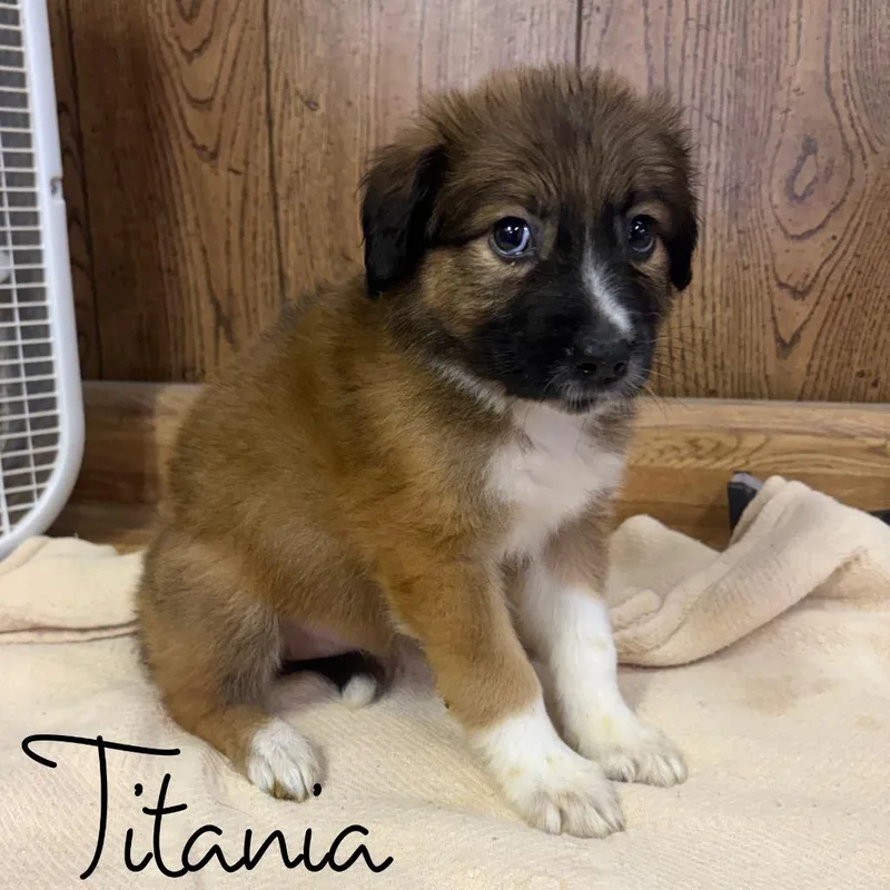 A baby medium-sized female Retriever dog named Titiania for adoption in Hillsboro, OH