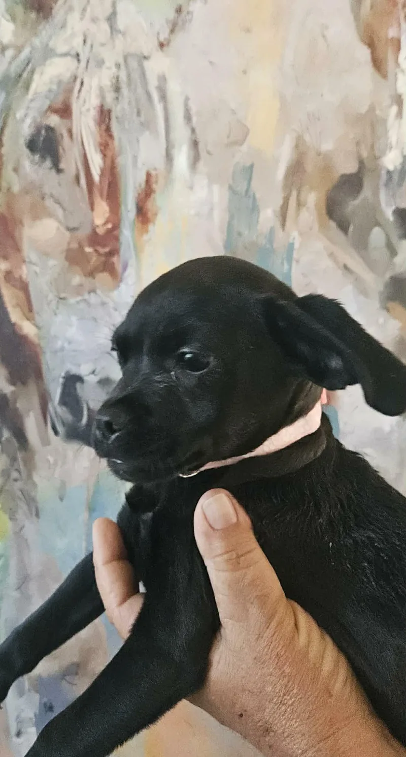 Midnight thumbnail 2