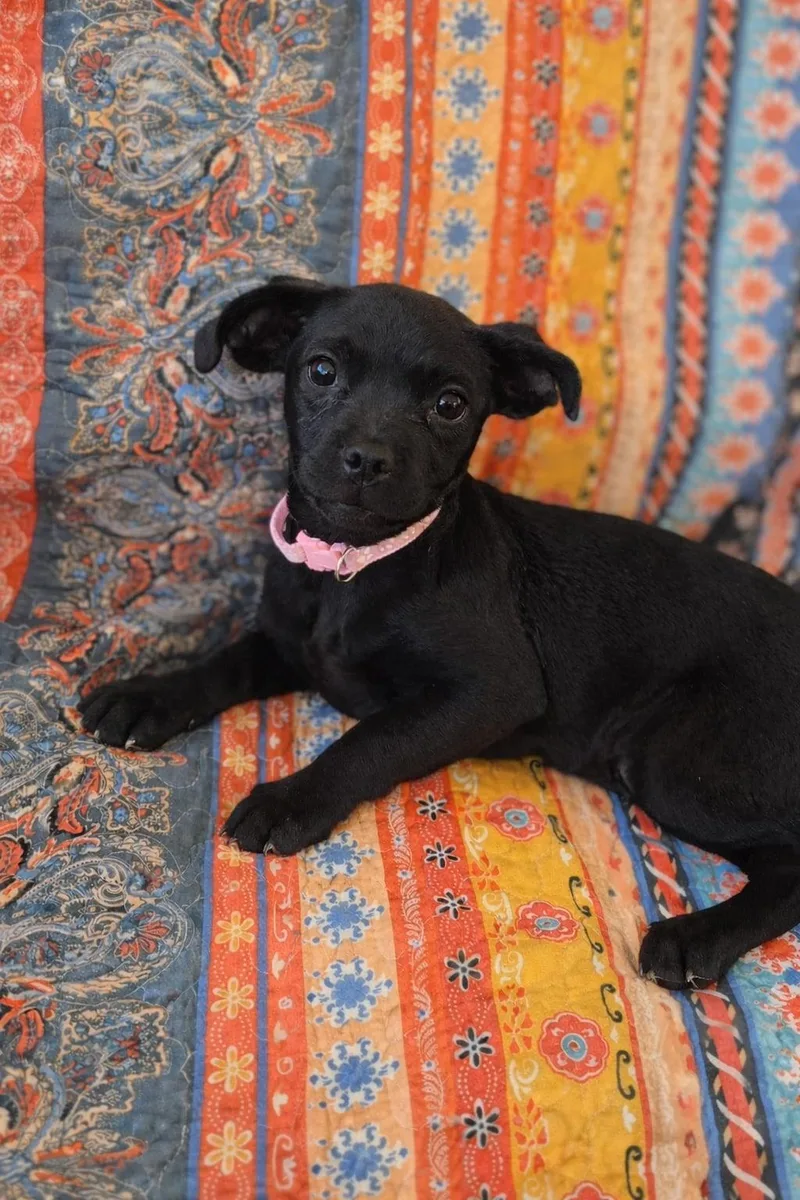 Midnight thumbnail 3