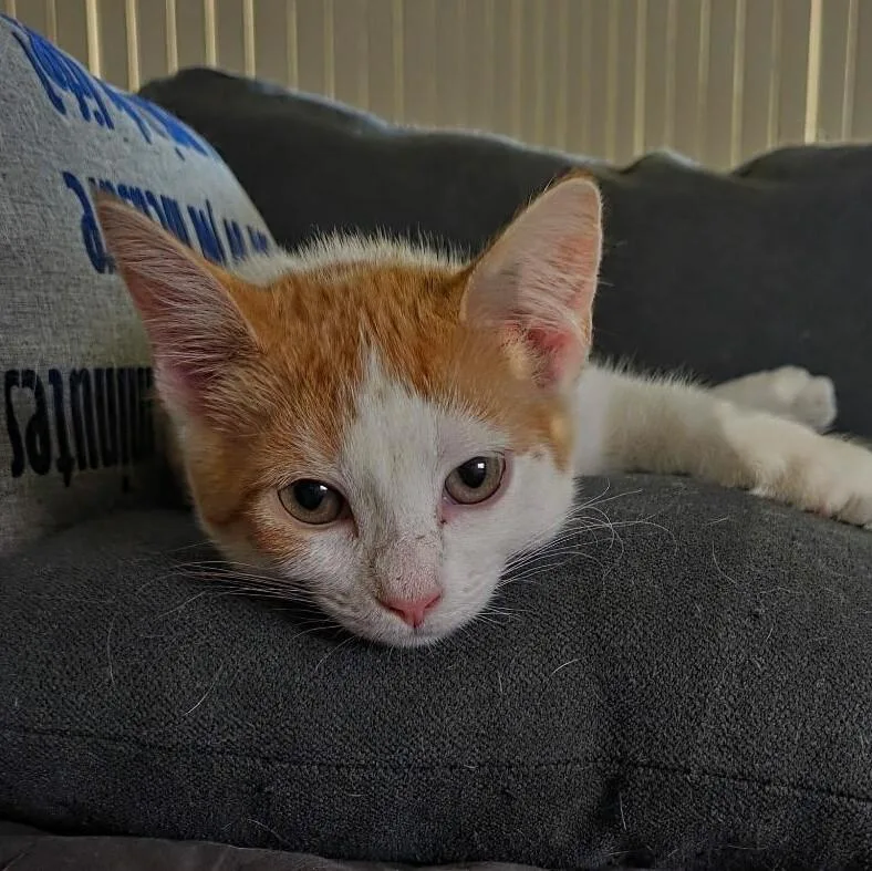 A young medium-sized female Tabby (Orange / Red) Domestic Short Hair cat named Miso for adoption in Maitland, FL