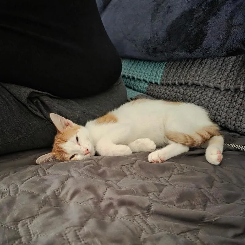 Miso thumbnail 2