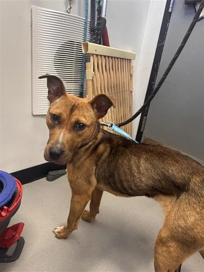An adult medium-sized female Mixed Breed dog named Ram for adoption in West Chester, PA