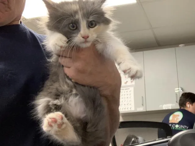 A baby small-sized female Domestic Long Hair cat named Cosmo for adoption in Visalia, CA