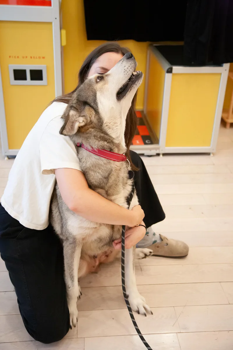 An adult large-sized female Husky dog named Kita for adoption in Franklin, TN