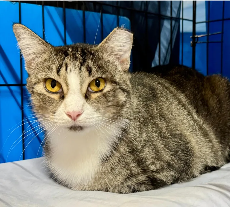 An adult medium-sized female Domestic Short Hair cat named Mimi for adoption in Centerville, GA
