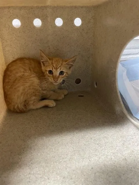 A baby small-sized male Domestic Short Hair cat named Terra for adoption in Tallahassee, FL