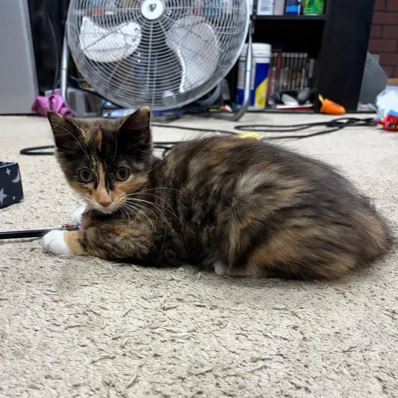 Penny
