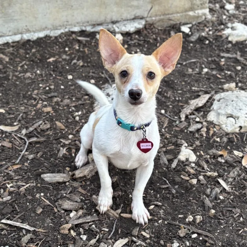An adult small-sized male White / Cream Chihuahua dog named Wilbur for adoption in Wimberley, TX