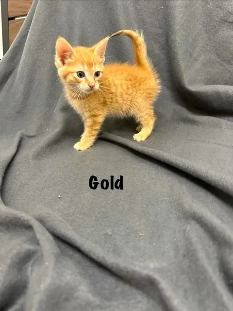 A baby medium-sized male Tabby (Orange / Red) Domestic Short Hair cat named Gold for adoption in Port Lavaca, TX