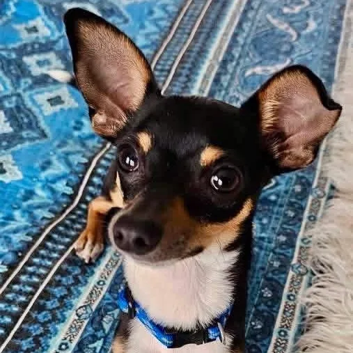 A baby small-sized male Chihuahua dog named Rizzo for adoption in Rockwall, TX