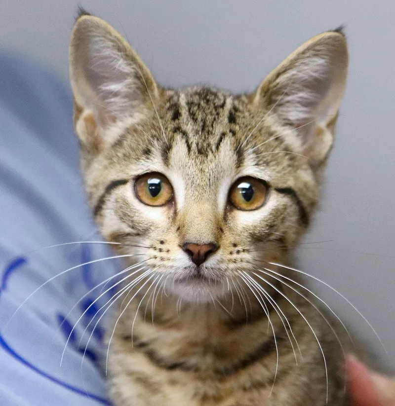 A baby medium-sized female Tabby (Brown / Chocolate) Domestic Short Hair cat named Brownie for adoption in Kansas City, KS