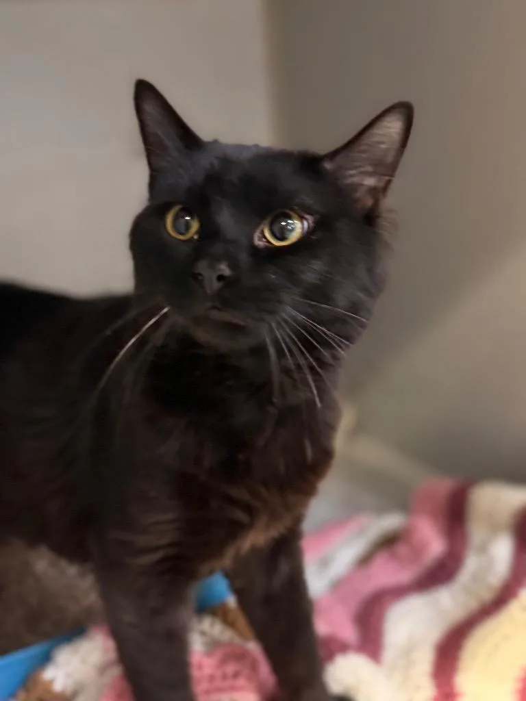 A young medium-sized male Domestic Medium Hair cat named Atlas for adoption in Pottsville, PA