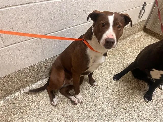 A young medium-sized female Pit Bull Terrier dog named Carrie for adoption in Colorado Springs, CO