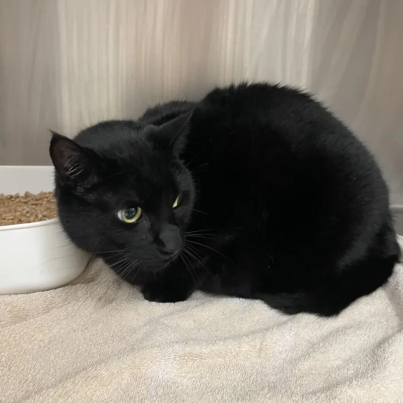 An adult large-sized male Black Bombay cat named Savage for adoption in Port Charlotte, FL