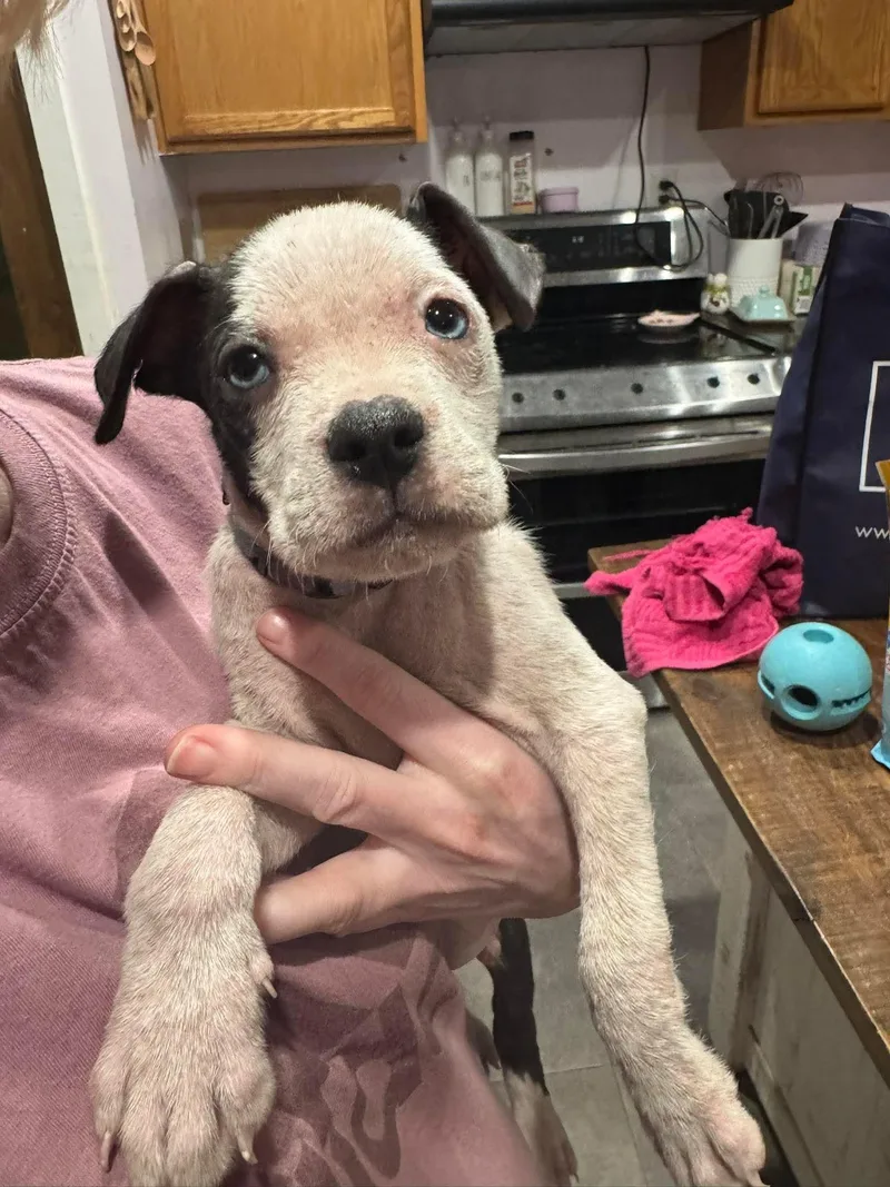 A baby medium-sized male Black Pit Bull Terrier dog named Chalupa for adoption in Bethlehem, PA