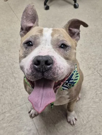 An adult medium-sized male Brindle Mixed Breed dog named Surf for adoption in Hamilton, OH